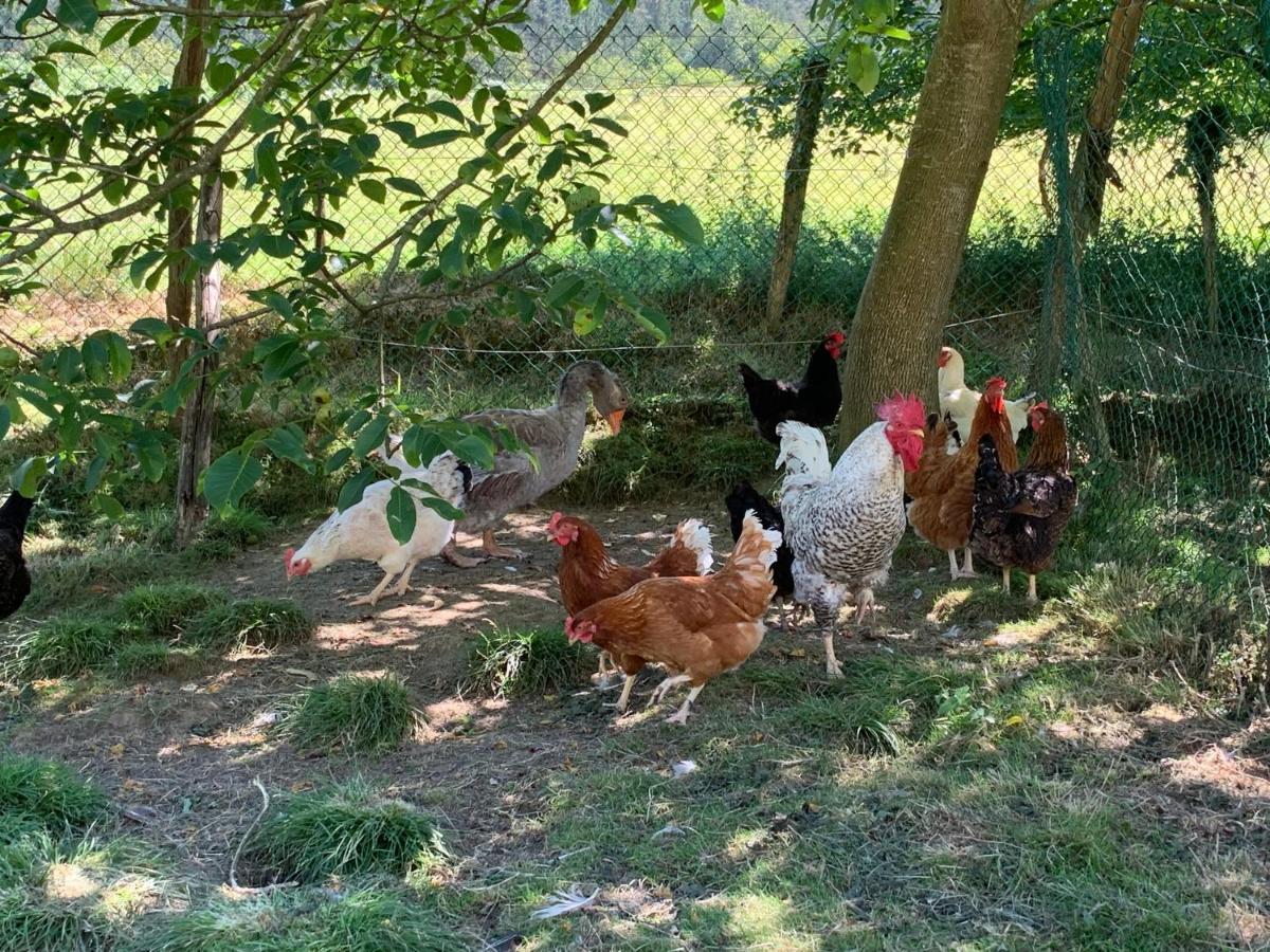 Agroturismo Urresti Gautegiz Arteaga Eksteriør bilde